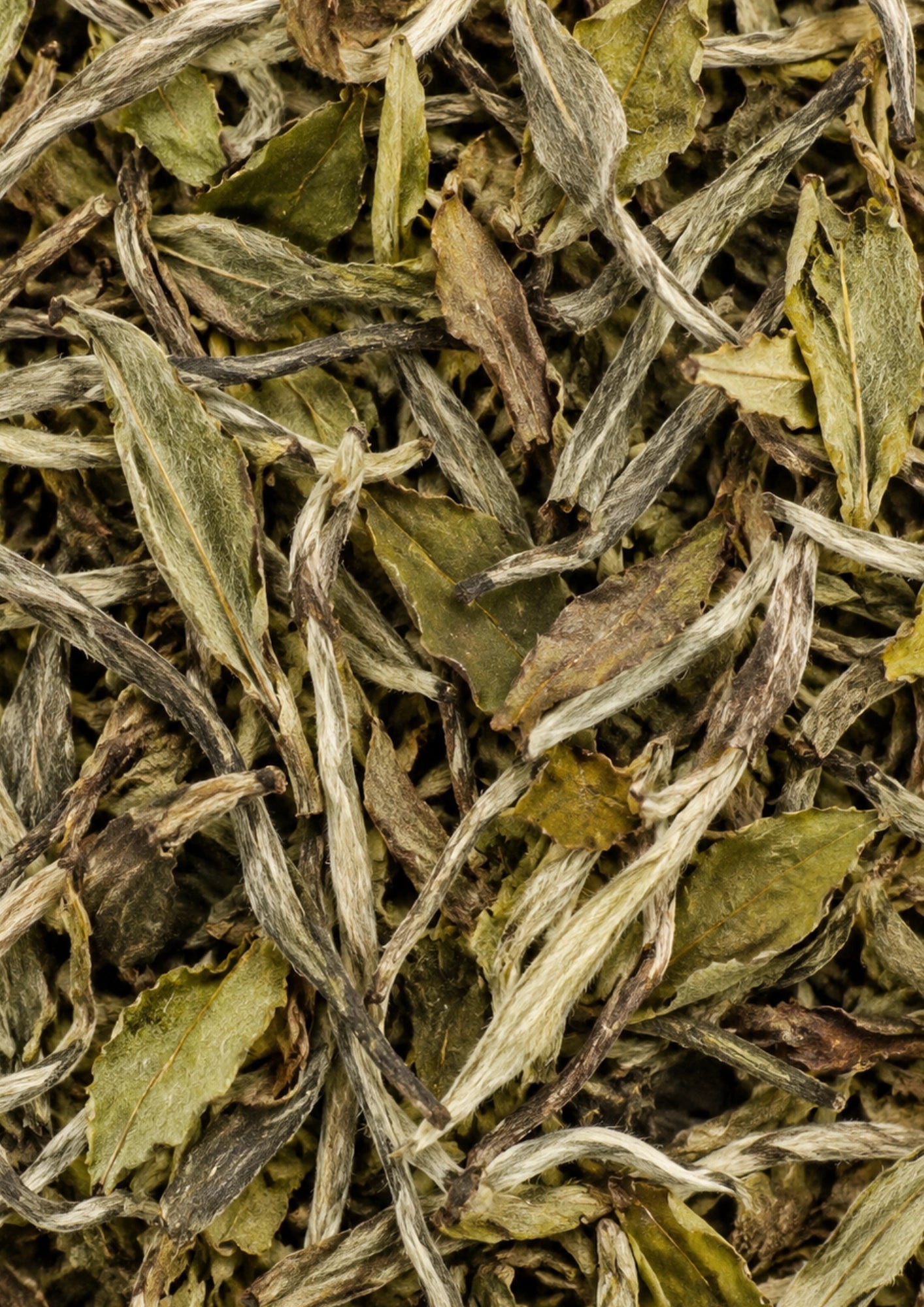 China White Peony Superior BIO