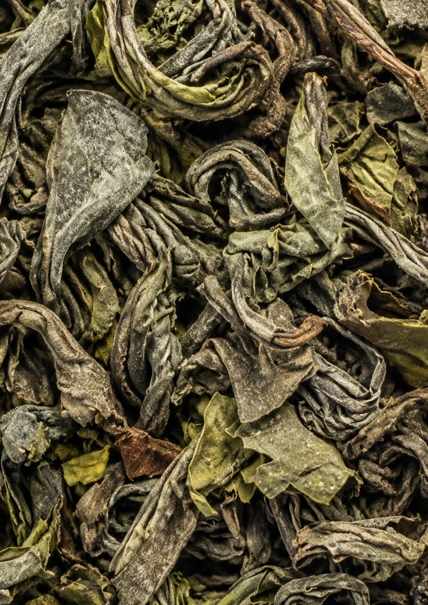 Japan Oolong BIO